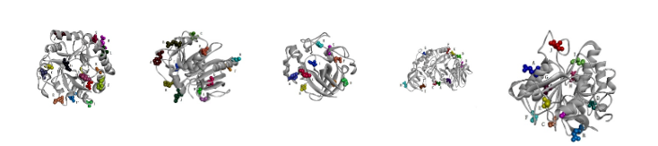 蛋白酶、甘露聚糖酶、脂肪酶、纤维素酶和淀粉酶突变位点设计.png