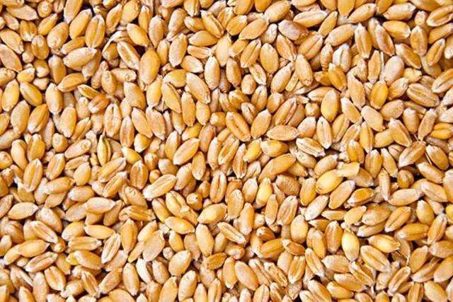 糖化酶作用原料小麦